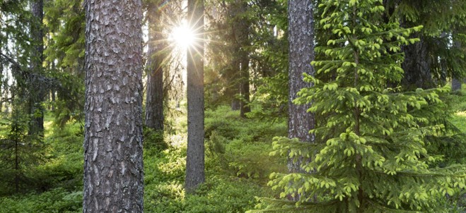 solstrålar tar sig fram genom träden i en skog 