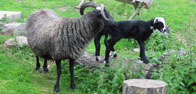 Gutetacka med lamm på Torekällberget