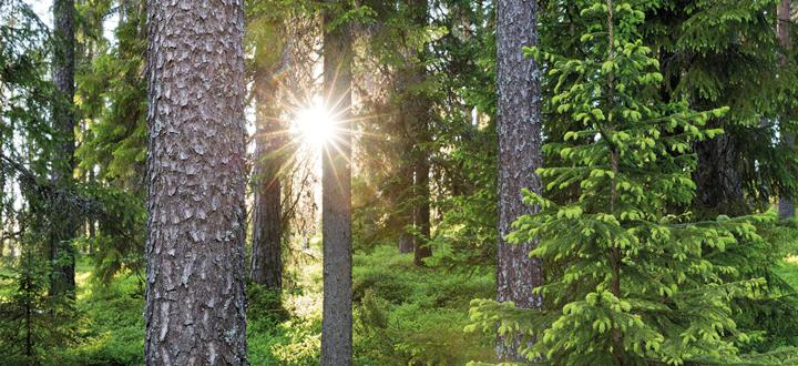 Naturbild i skog med solstrålar genom träden