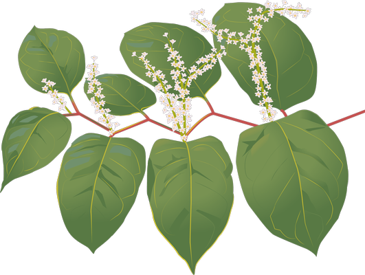 Illustration parkslide