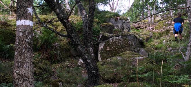 En besökare utforskar skogen