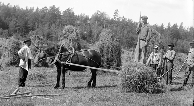 Webb Fem män samt en selad häst under höskörding 1908-24. Beskuren Tb_MH7136 (1).jpg