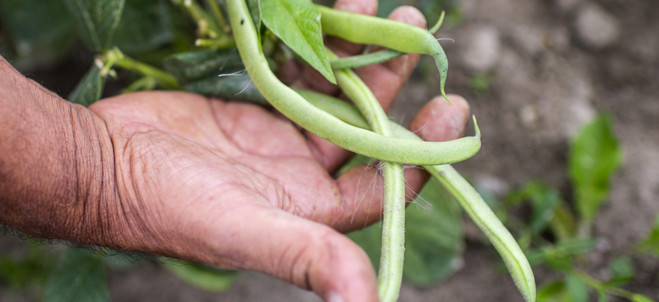 Hand som visar brytbönor