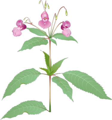 Illustration av jättebalsamin