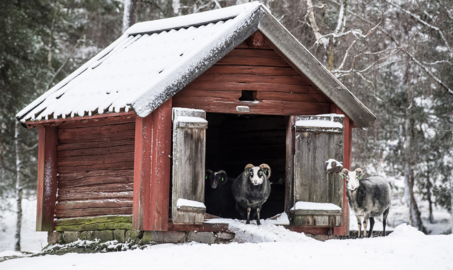 I fårhagen vinter webb.jpg