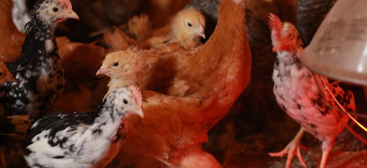 kycklingar på en kycklinguppfödning