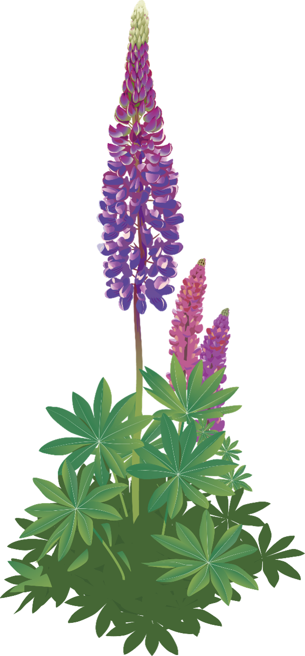 Illustration av blomsterlupin