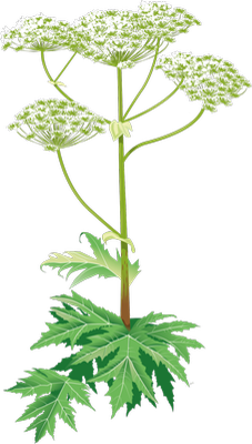 Illustration jätteloka