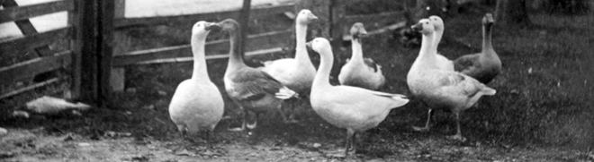 webb Tekniska museet. FotografJohn Hertzberg.Okänd ort. Tidigt 1900-tal TEKA0157667.jpg