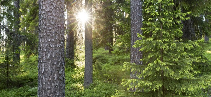 Bild på en skog