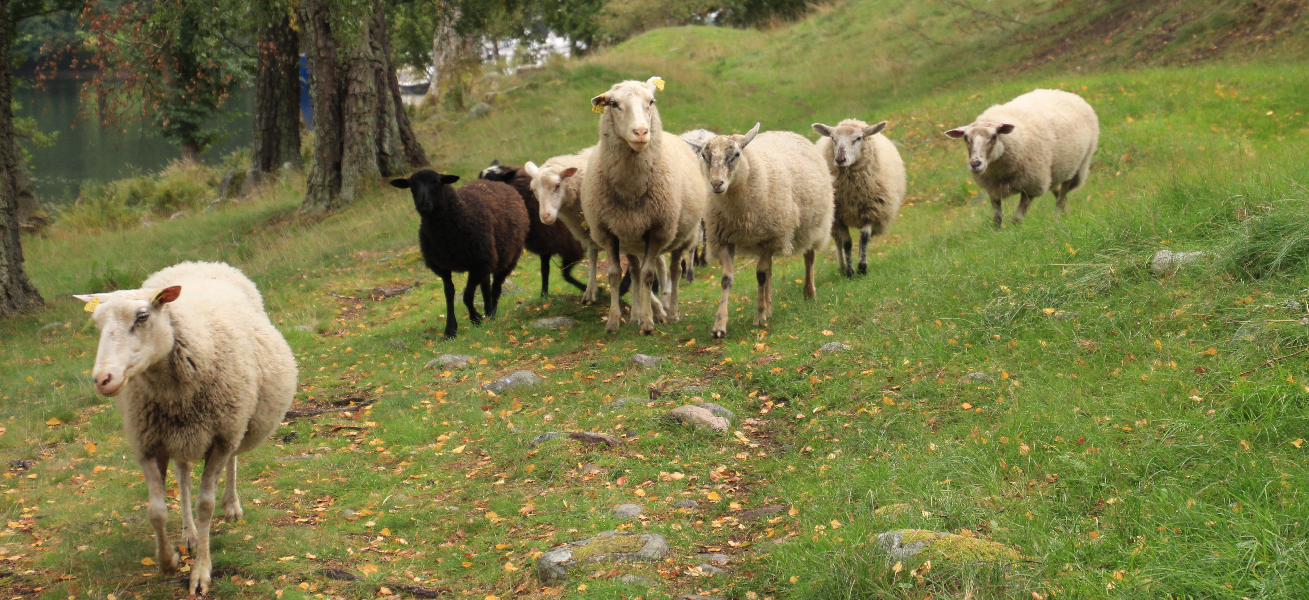 en grupp får på stig vid Täljehus