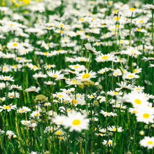 bild på äng med blommor.