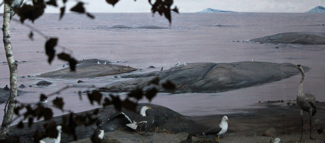 Fiskmåsar på klippor vid vatten