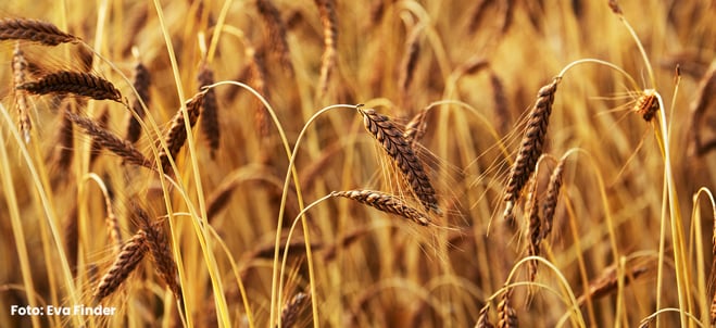 Bild föreställande röd emmer, en spannmålsprodukt. Foto: Eva Finder