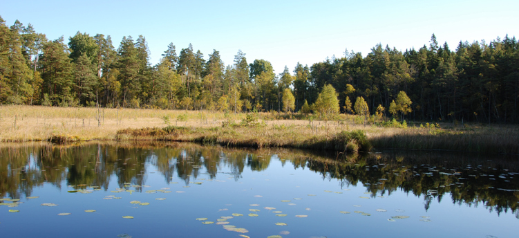 Naturbild på Bårsjön
