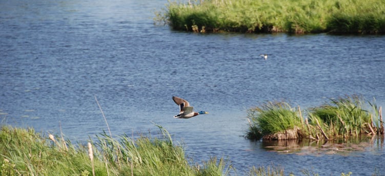 Gräsand som flyger över naturen i Simsjön.