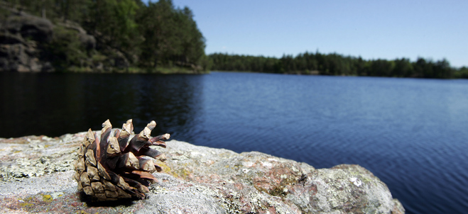 Fotografi på en kotte liggandes på en klippa eller dylikt i förgrunden och med Stora Alsjön i bakgrunden.