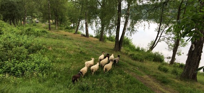 En grupp får vandrar bland Täljehus natur