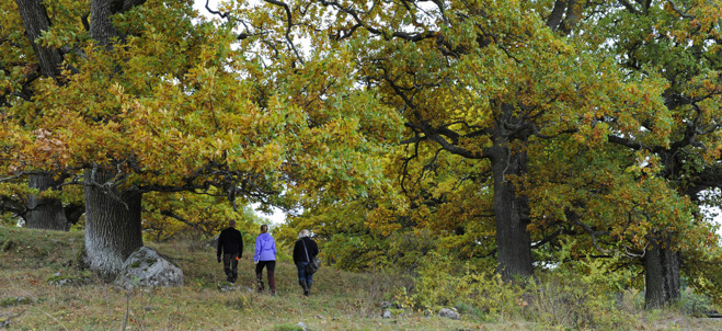 Tre besökare vandrar i Tullgarns naturområde