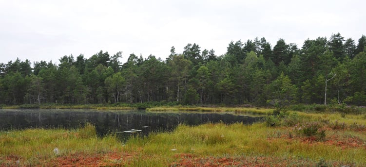 Naturbild på mosse med skog runtom