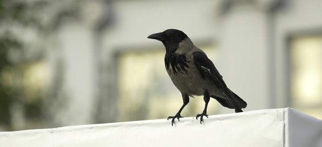 kråka