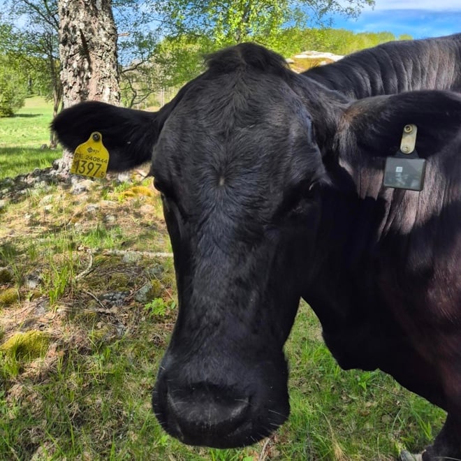 Bild av en ko med en svart GPS-uppkopplad Tag i örat