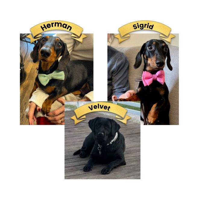 Bild på hundarna Herman, Sigrid och Velvet