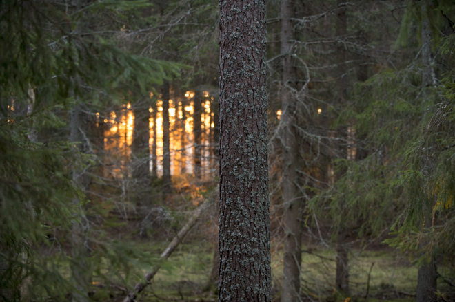 Mörk barrskog där solen strålar mellan trädstammarna