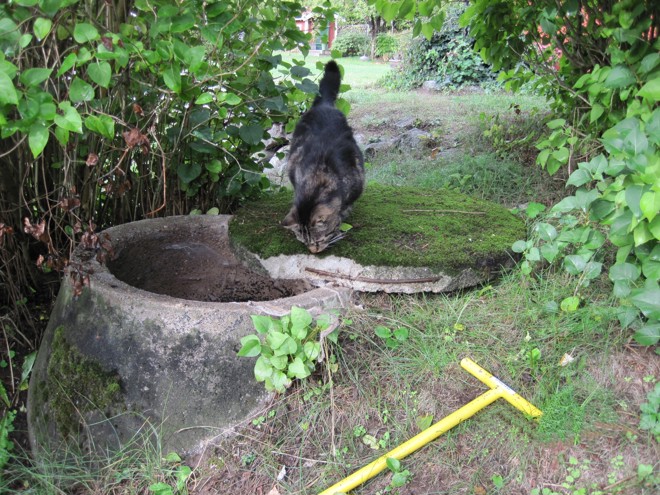 Katt tittar på ett enskilt avlopp i en trädgård.